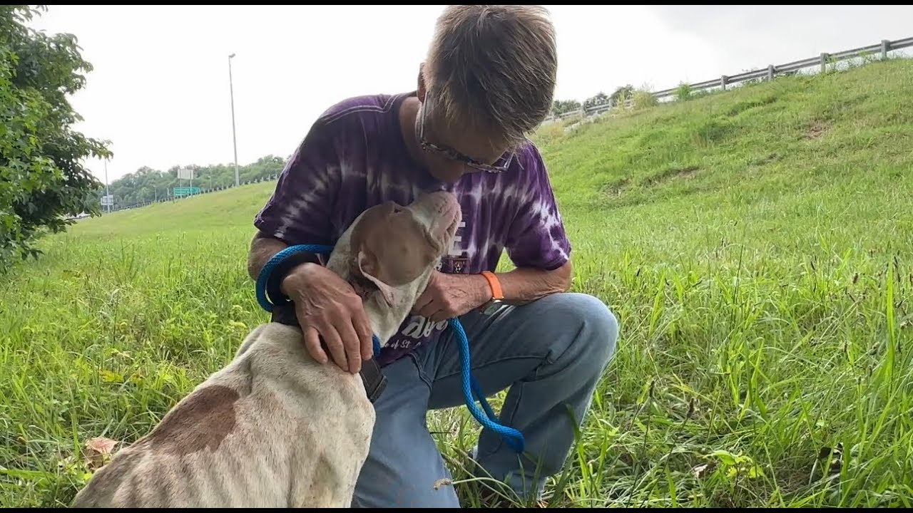 Skinny pup hiding near highway - RESCUE! - Stray Rescue of St.Louis