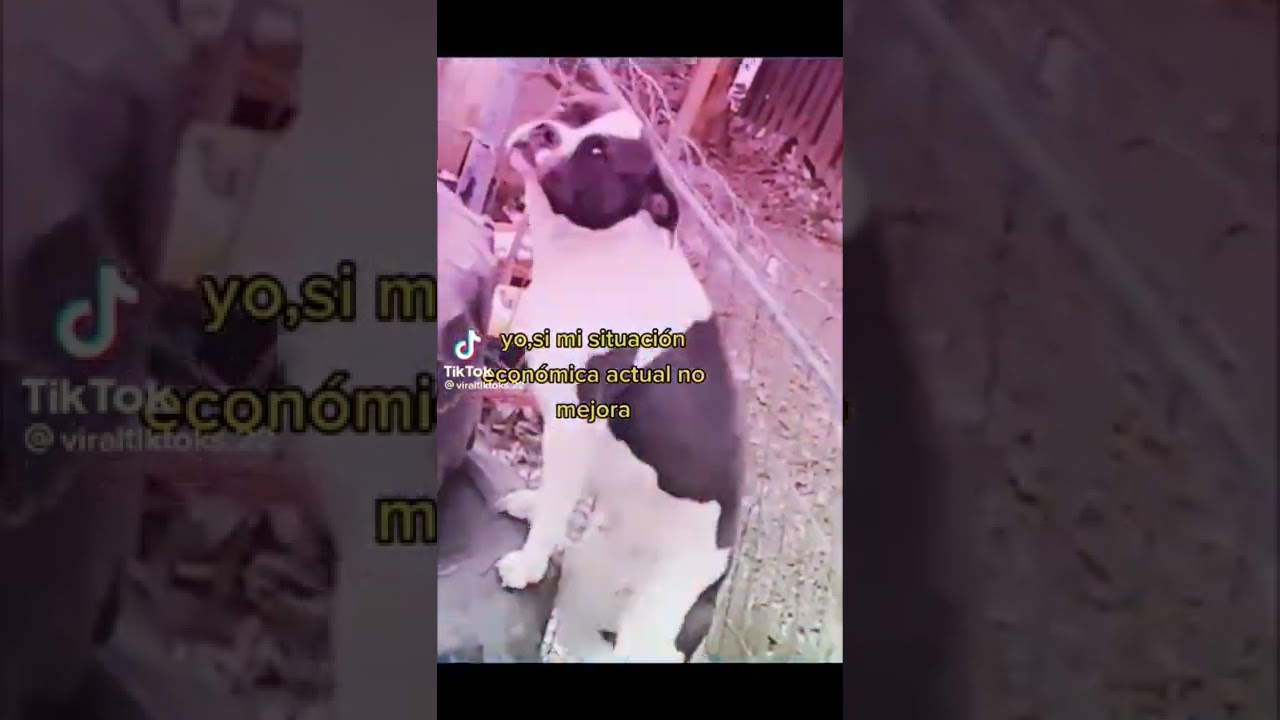Yo en breves 🤣 - #shorts #perros #mascotas #humor #comedia #perrosgraciosos #animales #naturaleza