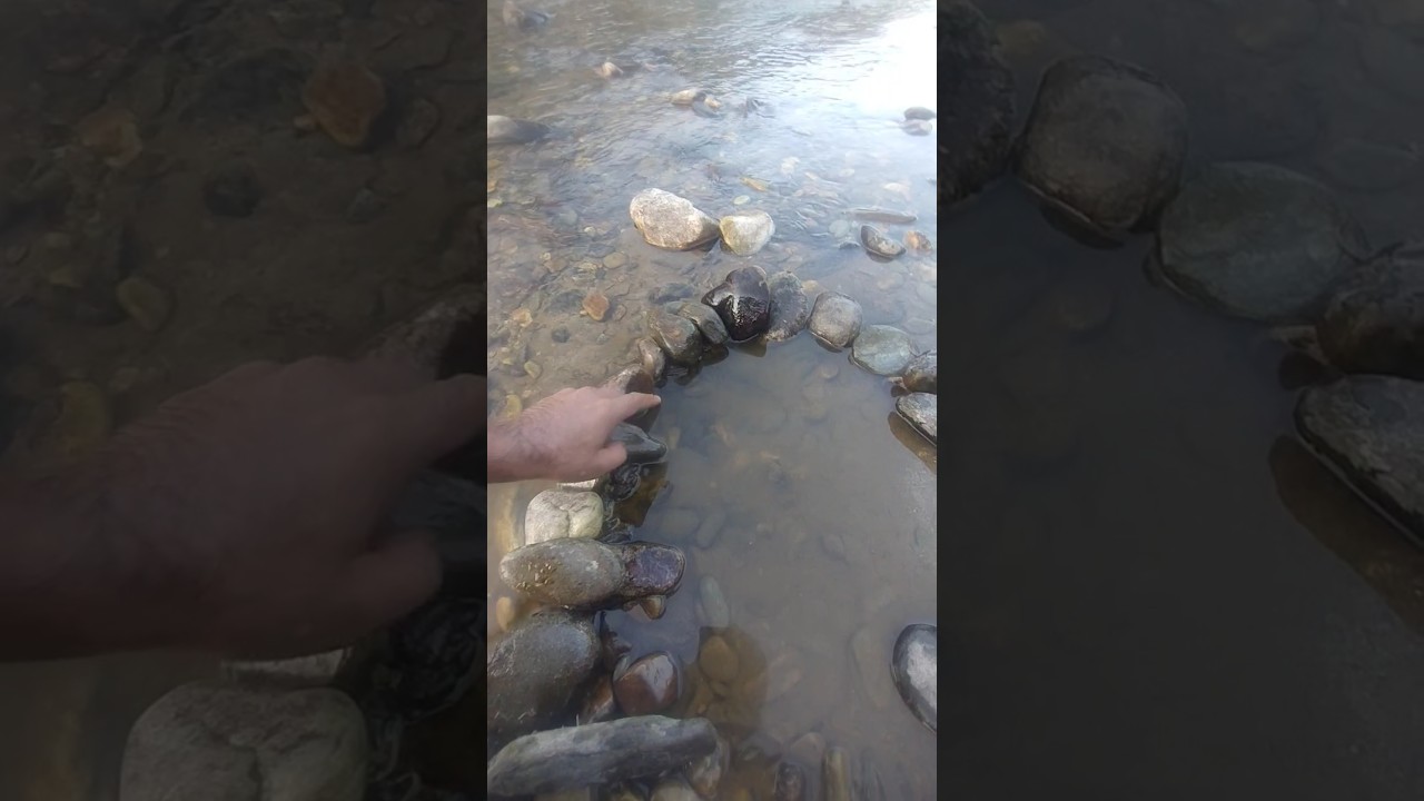 Finally, the fish was trapped in the river bass!! #shorts #fishing