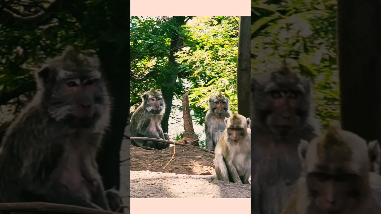 #monkey #holiday #indonesia #travel #relax #nature #1000subscriber #love