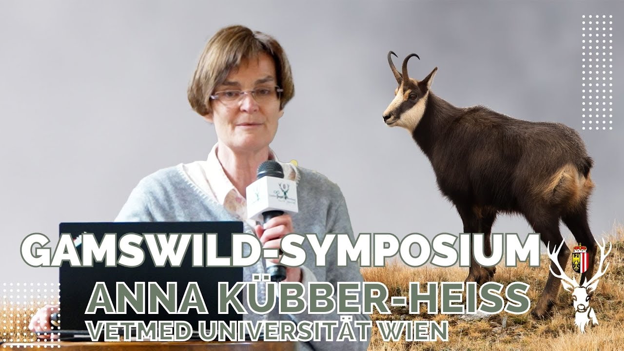 Gamswild-Symposium 2024 | Vortrag Anna K&uuml;bber-Heiss VetMed Universit&auml;t Wien