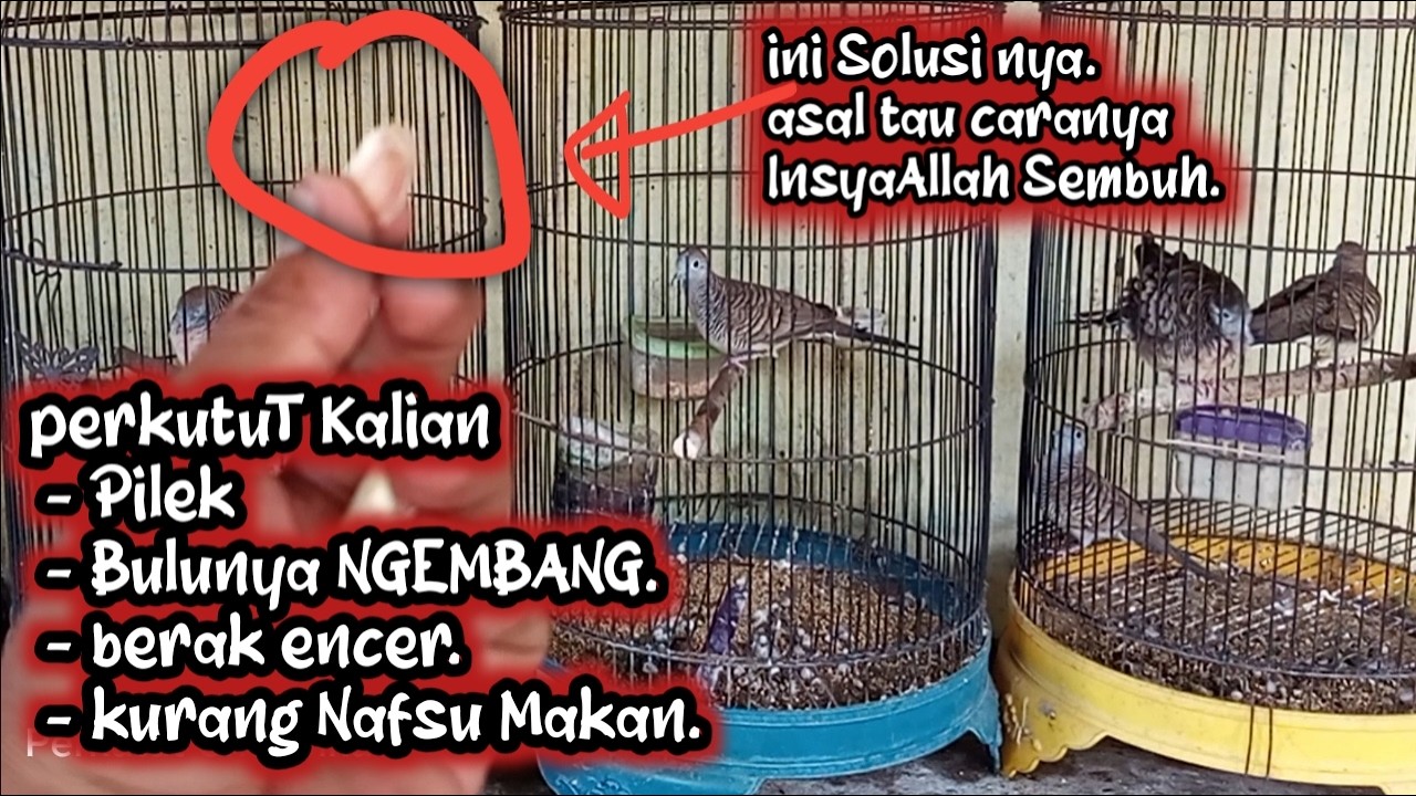 Dengan CARA ini, Perkutut Sakit InsyaAllah SEMBUH dan Sehat Kembali. Asal tau caranya.