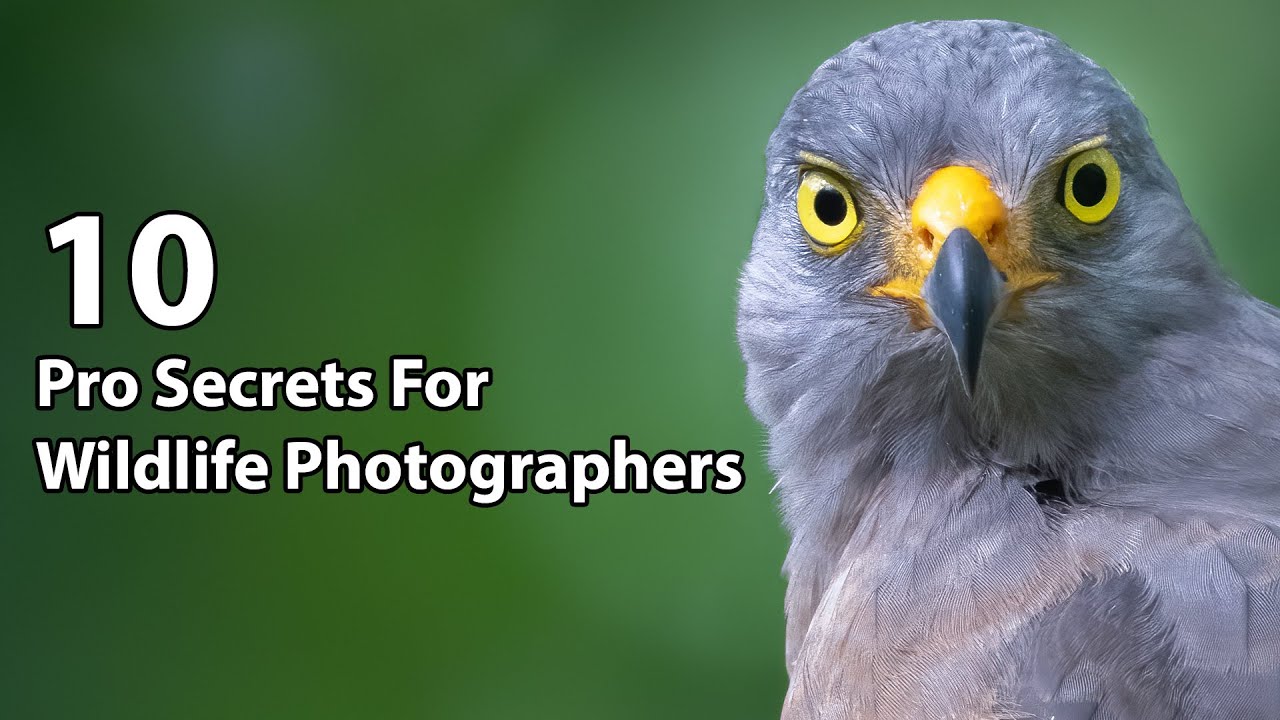 10 Pro Secrets For Wildlife Photographers
