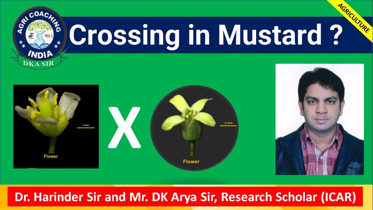 How to Cross in Mustard | Hybridization in Mustard | सरसो में क्रासिंग करना सीखें