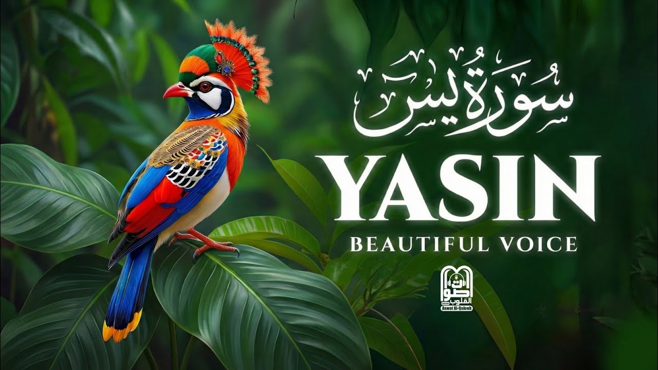 Surah Yaseen (Yasin) | Start Your Day with Barakah & Protection Solves All Problems & Distress