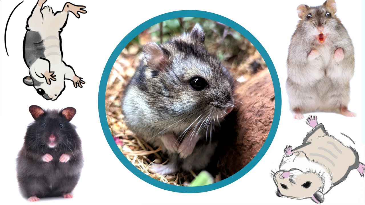Hamster Körpersprache