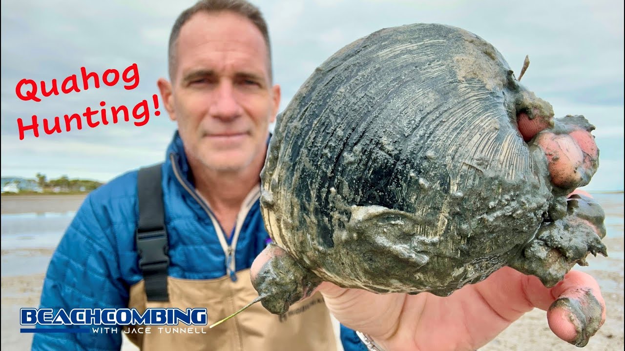 Beachcombing - Hunting Quahog