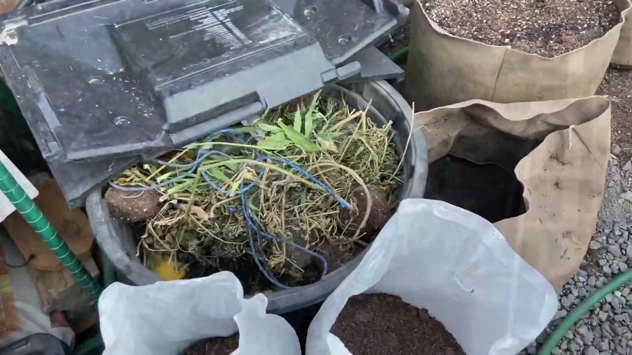 Outdoor grow 2022 cannabis garden