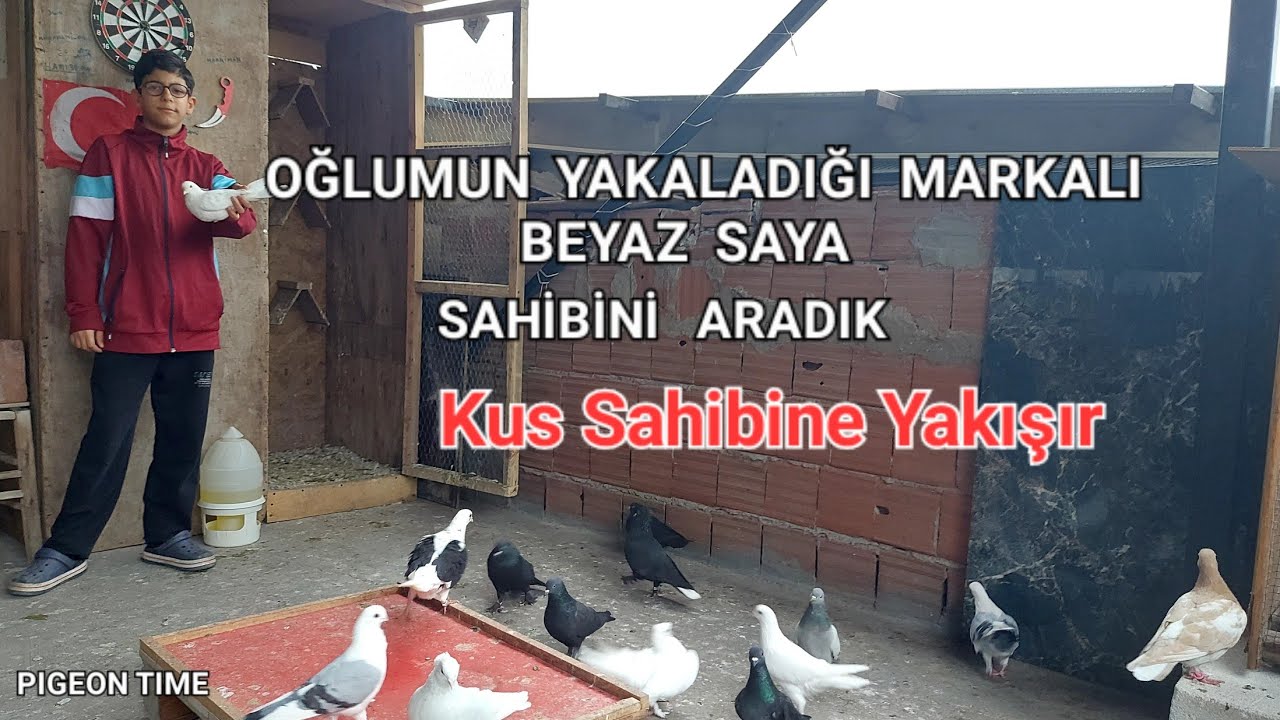 Oğlumun Yakaladığı Markalı Beyaz Saya ... #güvercin #saya #oynaksaya #pigeon #pigeons #kaçakgüvercin