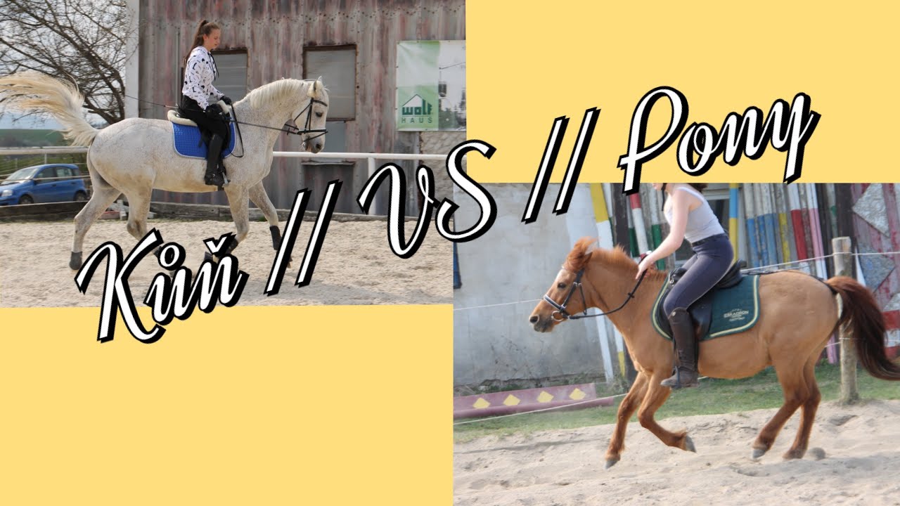 Sketch // Kůň VS Pony