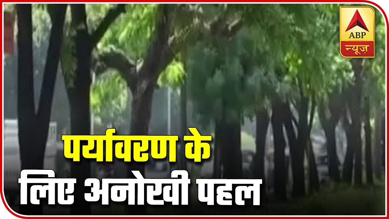 Emergency Service For Trees In Chandigarh | ABP News