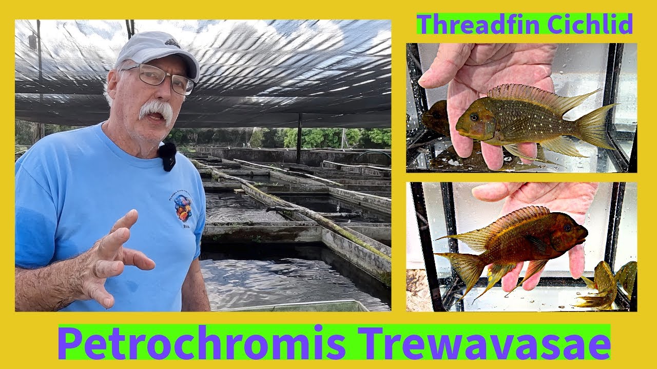 Одна из моих ЛЮБИМЫХ африканских цихлид! Цихлида-нитеперка - Petrochromis Trewavasae