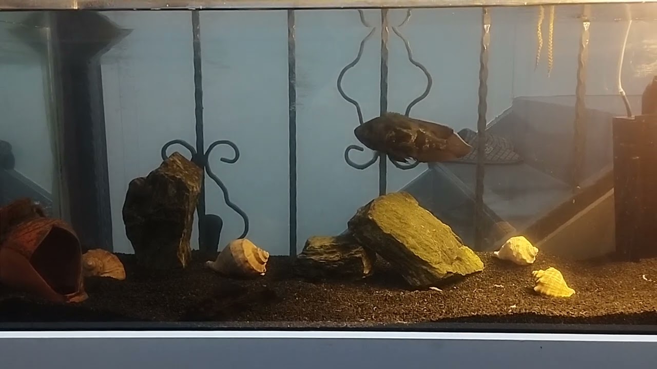 Piranha