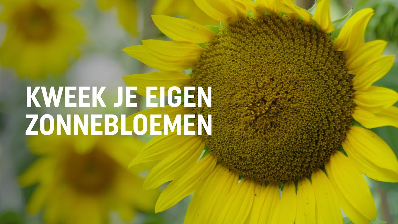 Zonnebloemen zaaien, kweken en oogsten | DIY video | Pokon: Groen doet je goed!