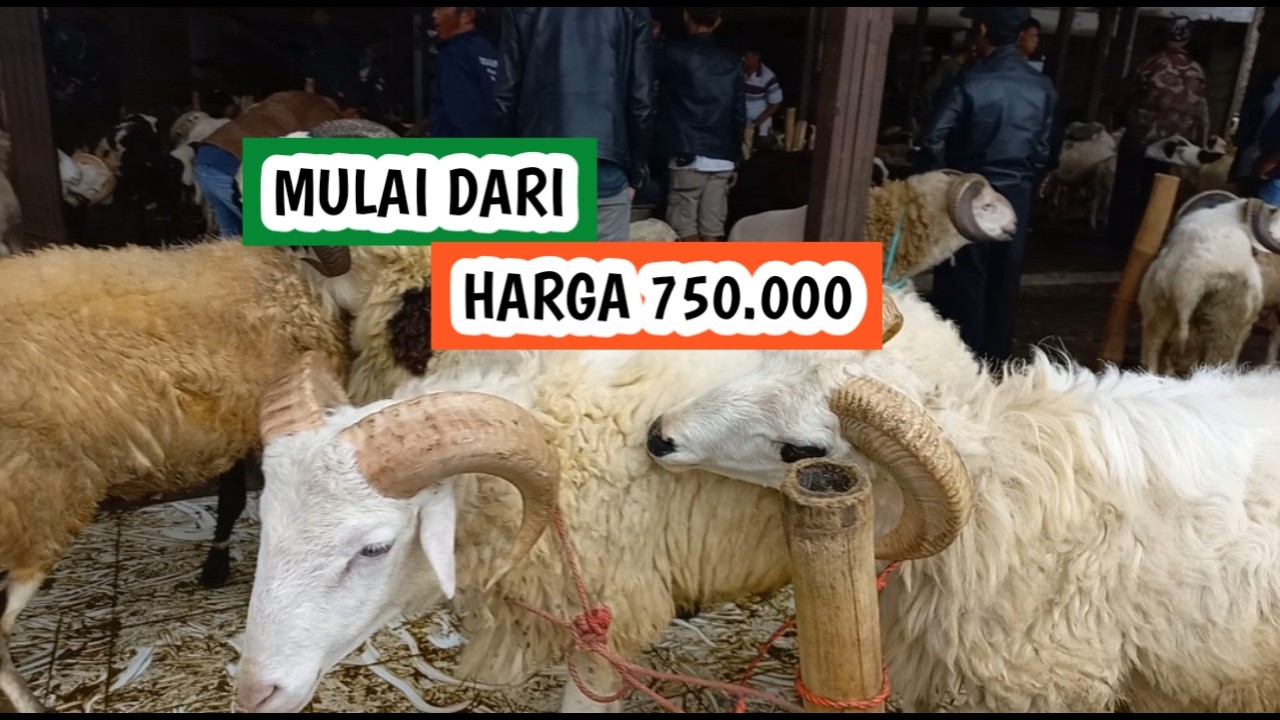 Hari ini mulai dari harga 750.000, harga domba garut dan domba priangan (170226)