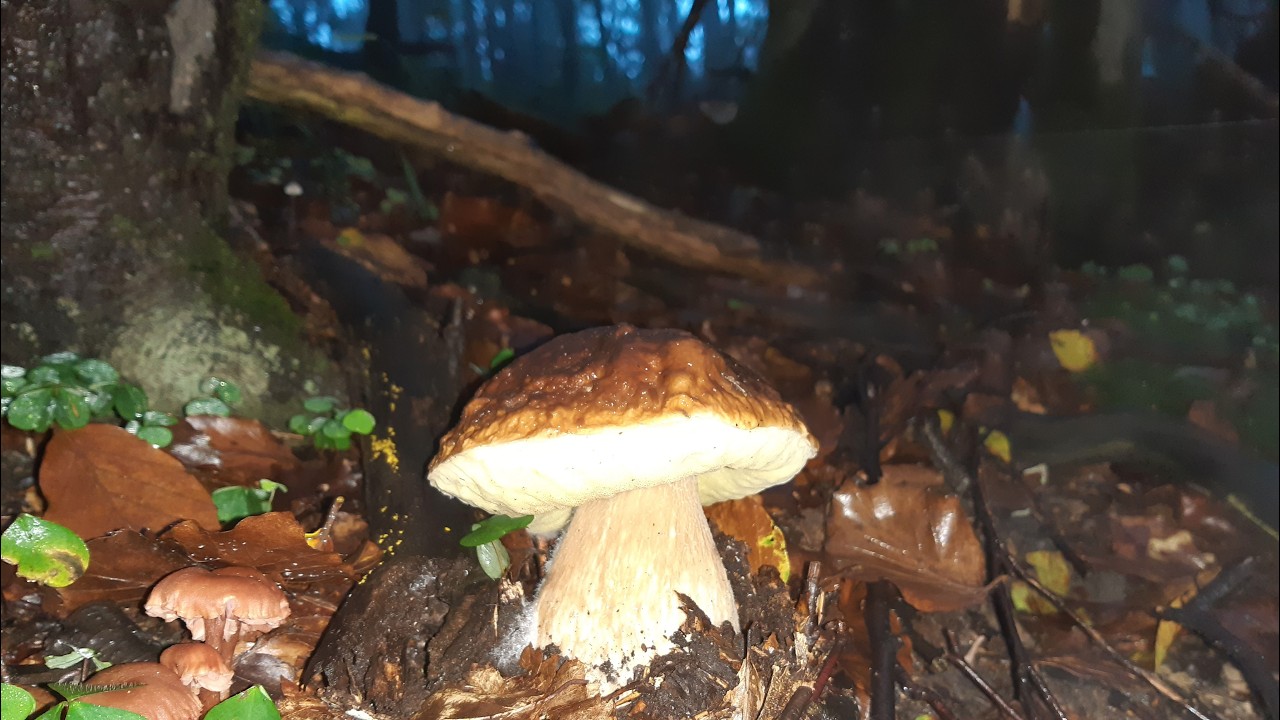 🍄🎄Как и каждый год, неопубликованное видео с потрясающими белыми грибами ✨Рождество 2025🍄🎄