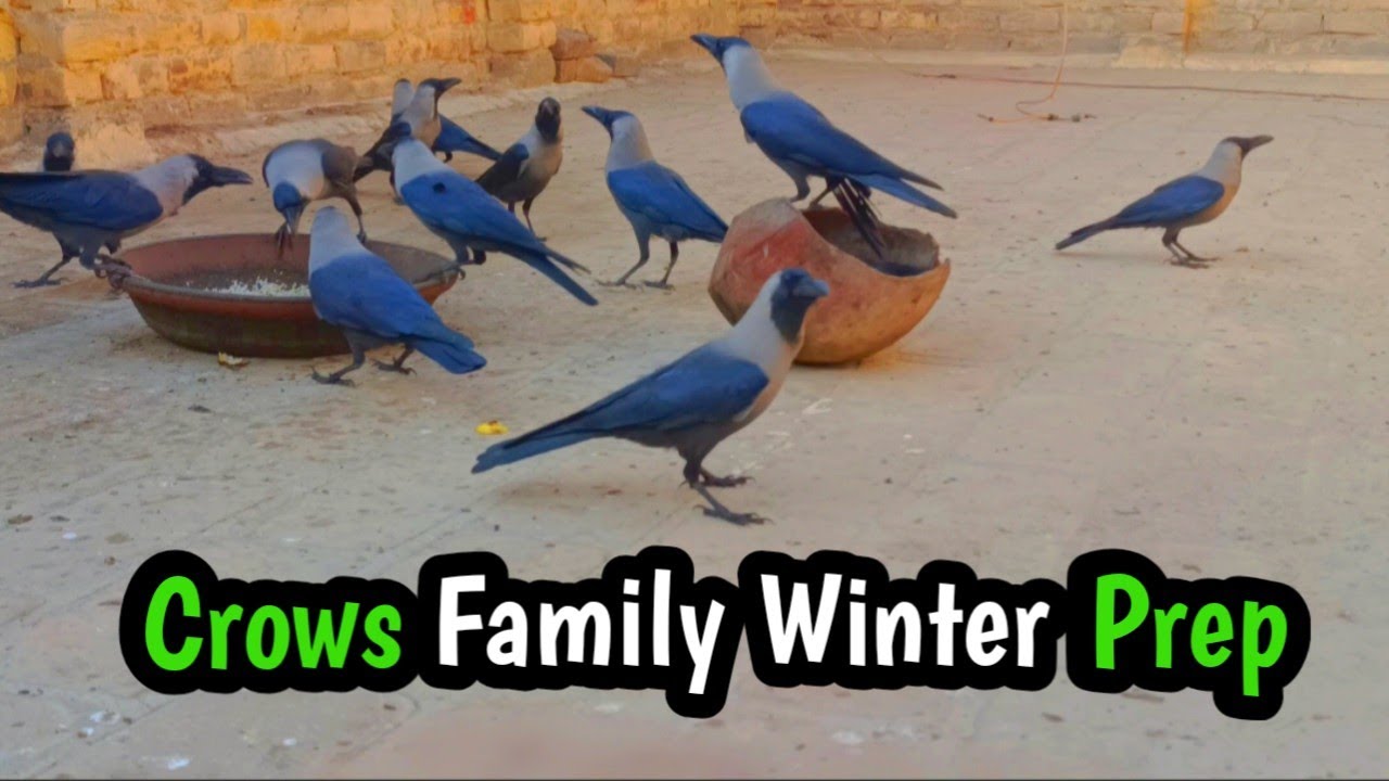 Crows Family Winter Prep:Stockpiling Seeds | Quiet Frosty Morning Chirps#crows 