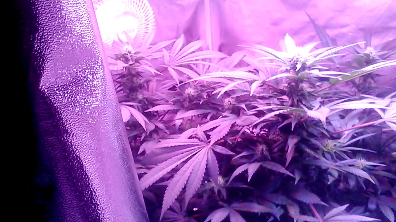 Marz hydro 300 watt led Viaspectra 300 watt led grow tent. Update for the week of 12/5/16