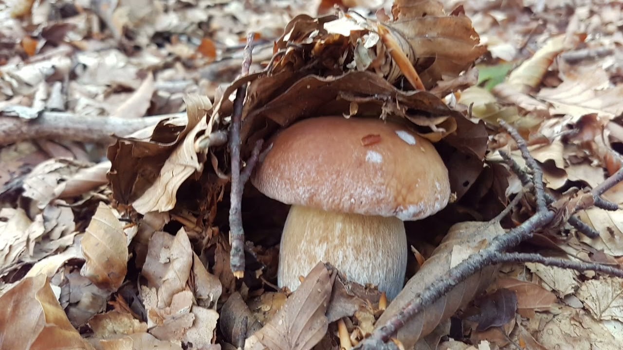 Boletus che passione 