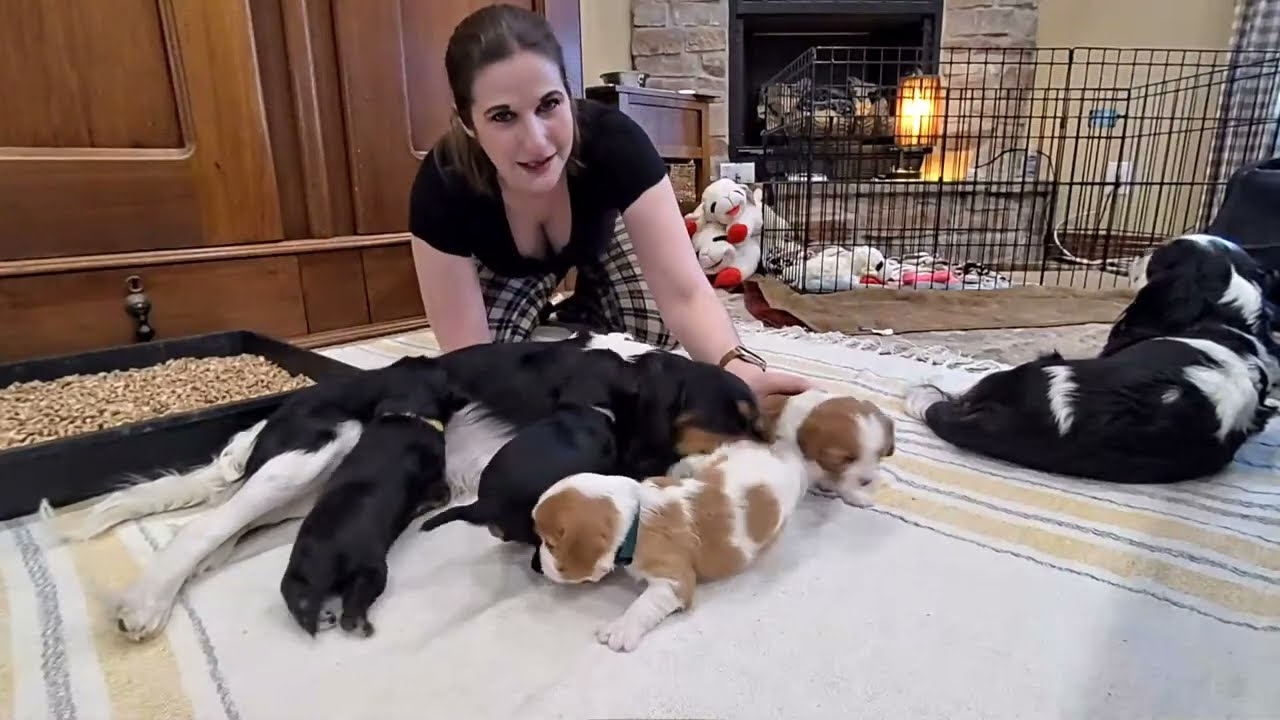 Cavalier Puppy Livestream: Puppy Mash, Toenail Trims, Potty Training Continues!