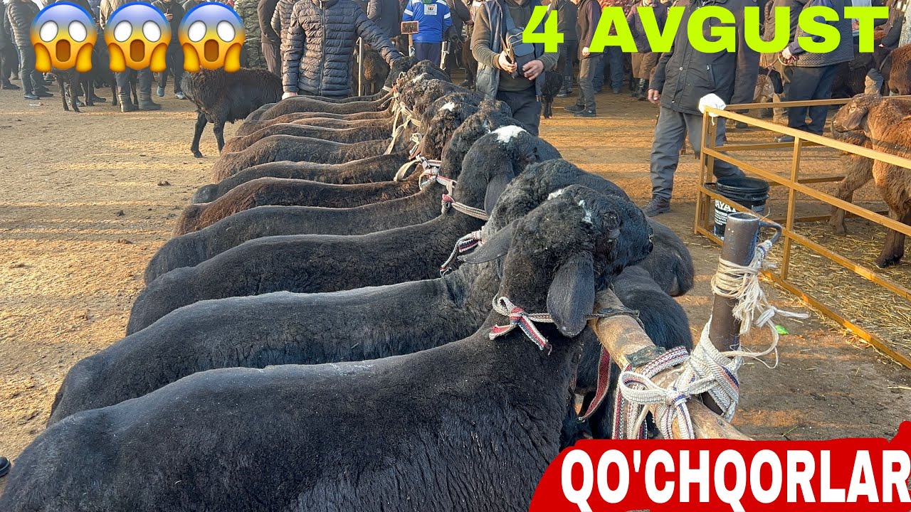 QOQON BOZORI QO’YLAR NARXI BILAN TANISHING👍👍👍04 02 2026✅✅✅