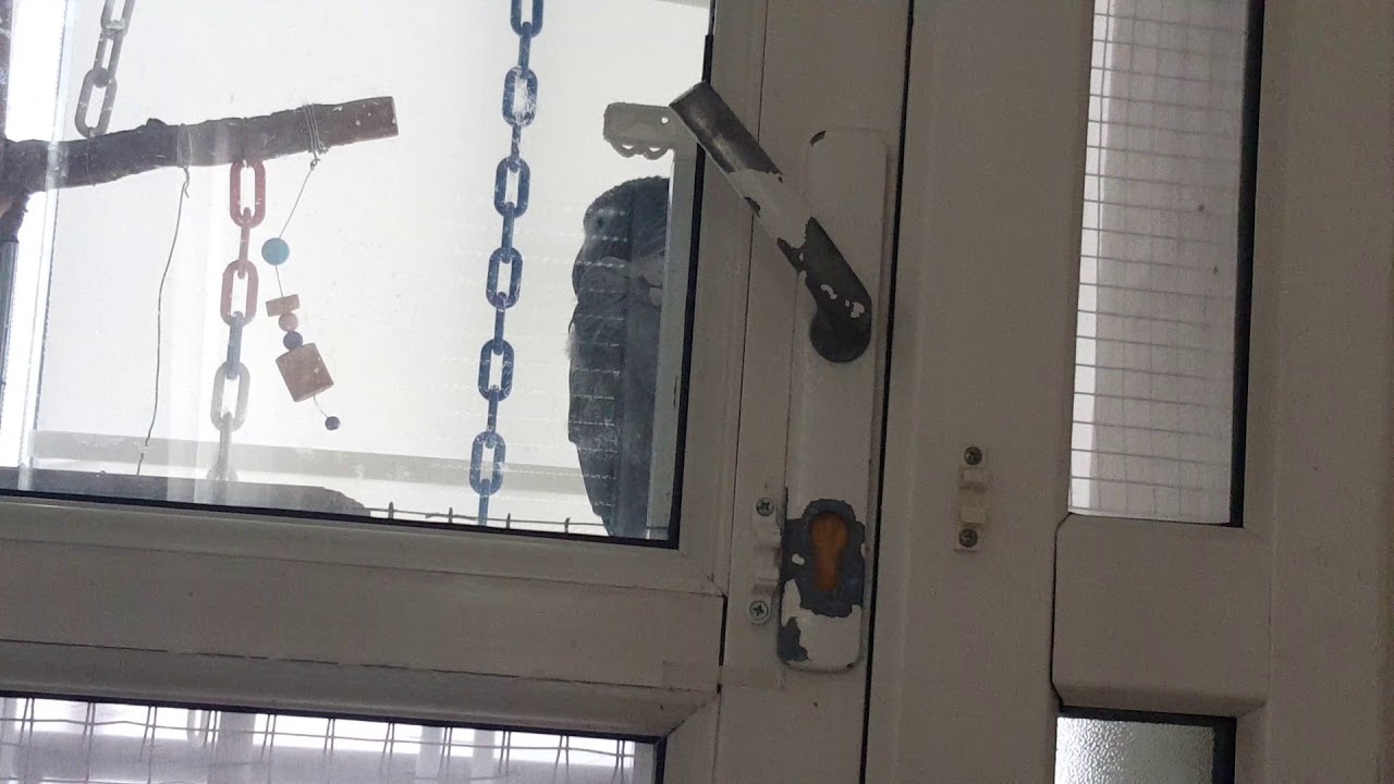 Çakıldan sinirli davranışlar