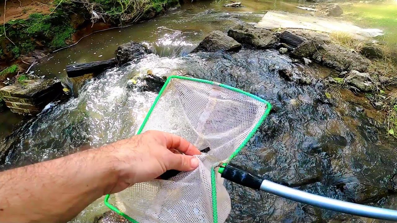 Recorrriendo ASOMBROSOS LUGARES, exploración y recolección de plantas y peces , ACUARIO URBANO
