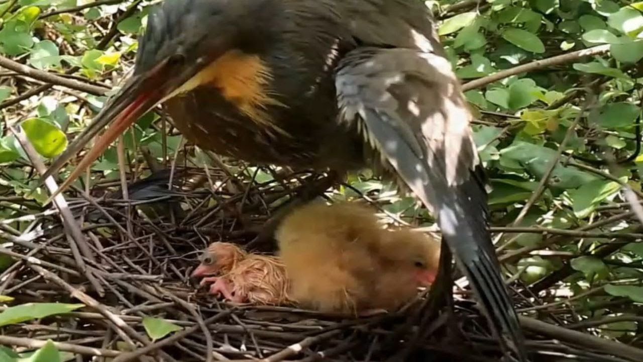 Black bittern Birds  Little birds in a beautiful nest (EP09) Beautiful Black bittern Birds