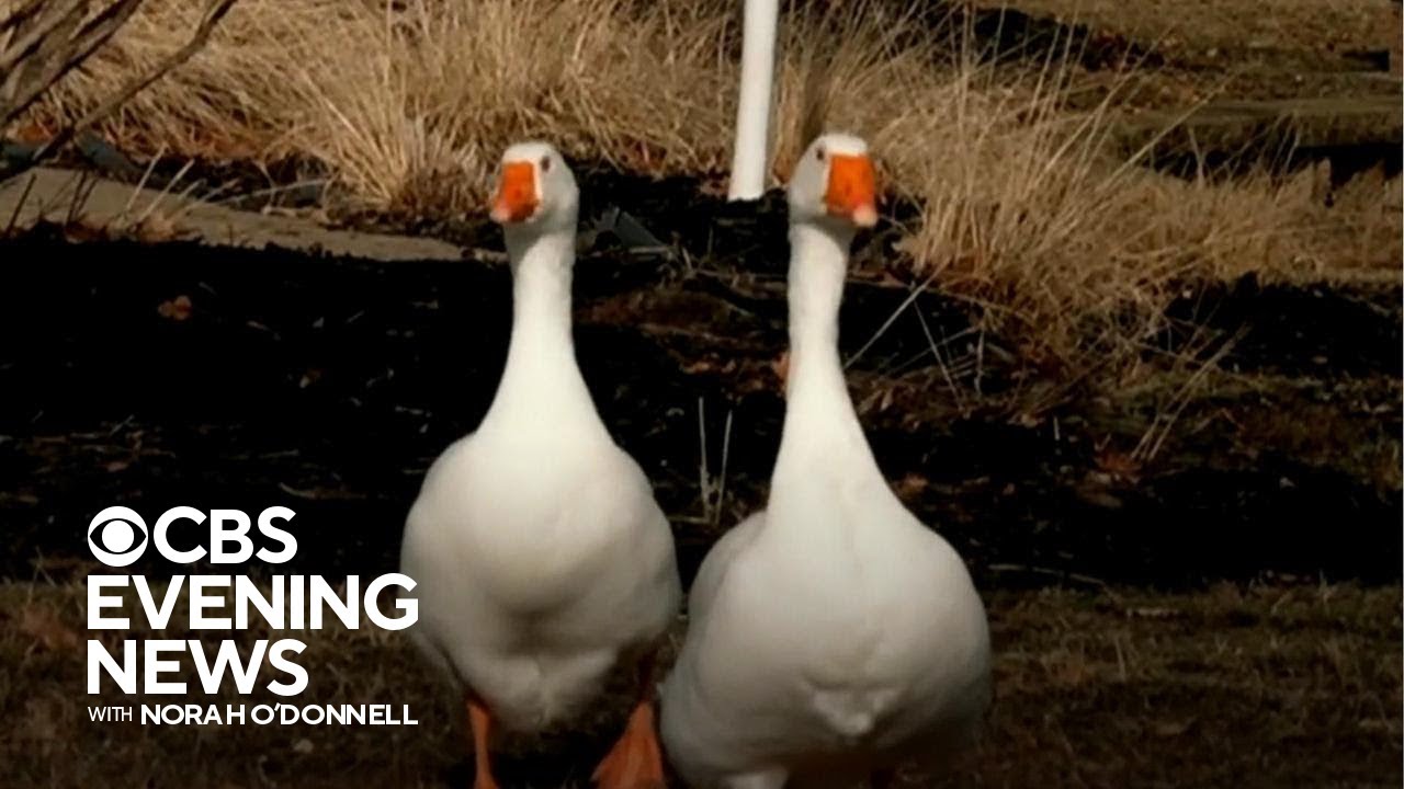 2 Iowa geese who found each other after losing their mates still thriving