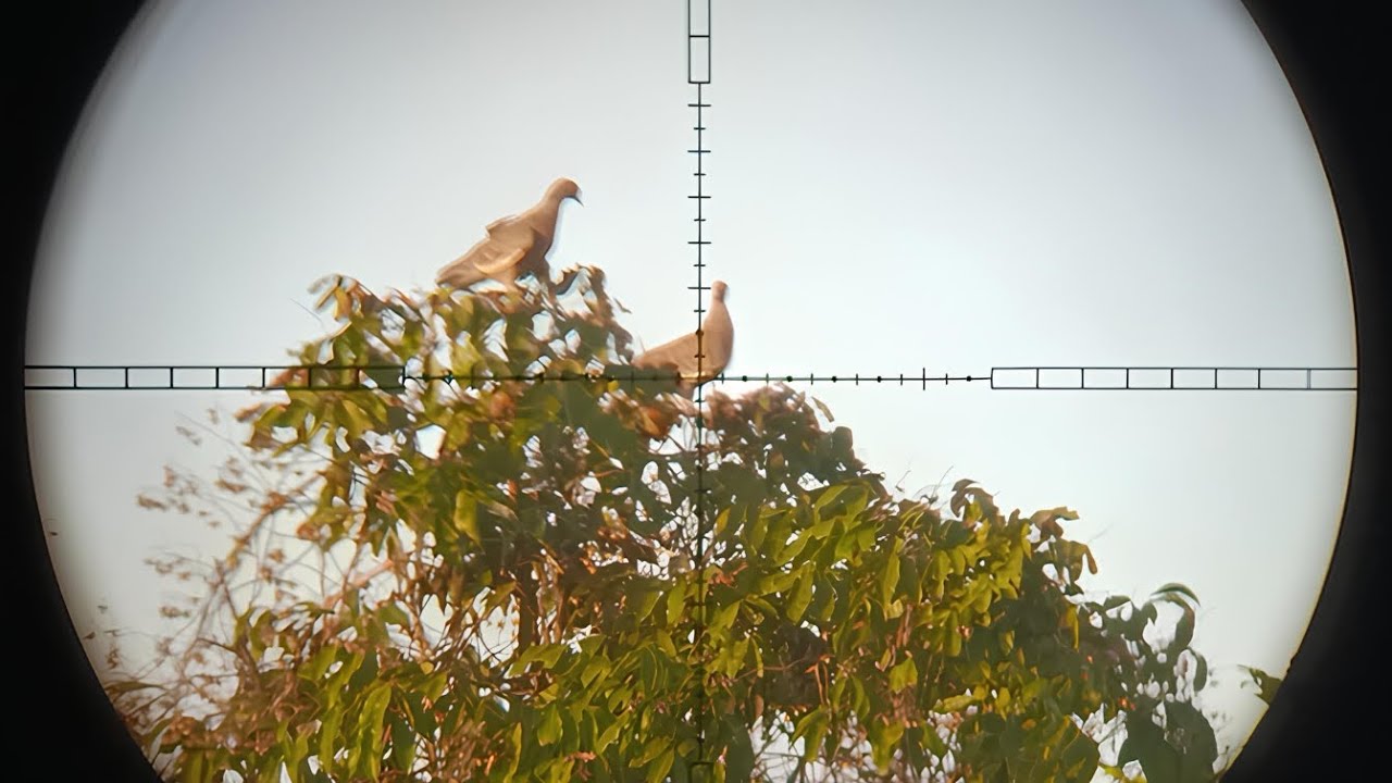 Ca&ccedil;ada de Asa Branca 🍗 Pcp QGK G850