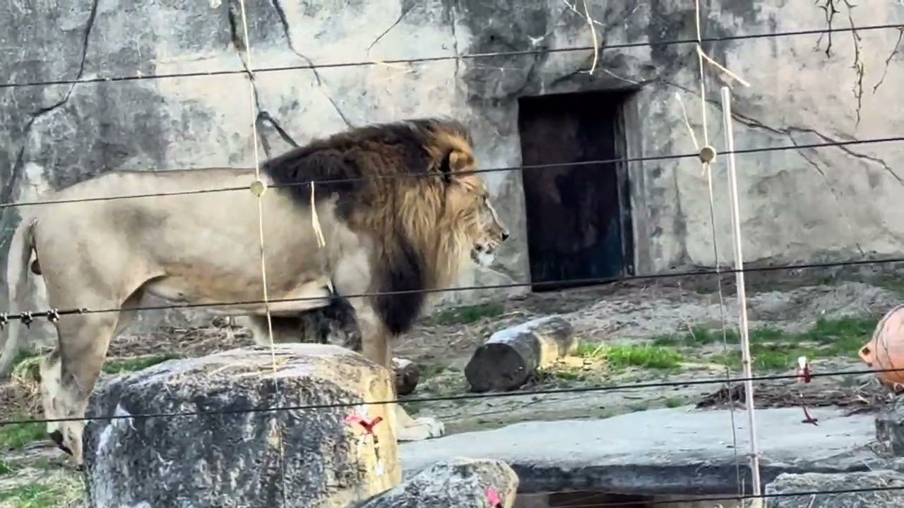 八木山動物公園　ライオン　サン　#ナツメちゃんの咆哮