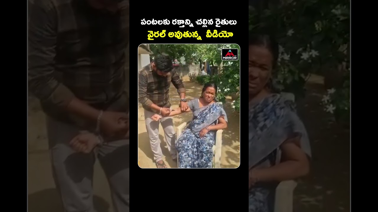 రేవంత్ వ్యాఖ్యలతో పంటలకు రక్తాన్ని చల్లిన రైతులు | Viral Video | Revanth Reddy | Mirror TV