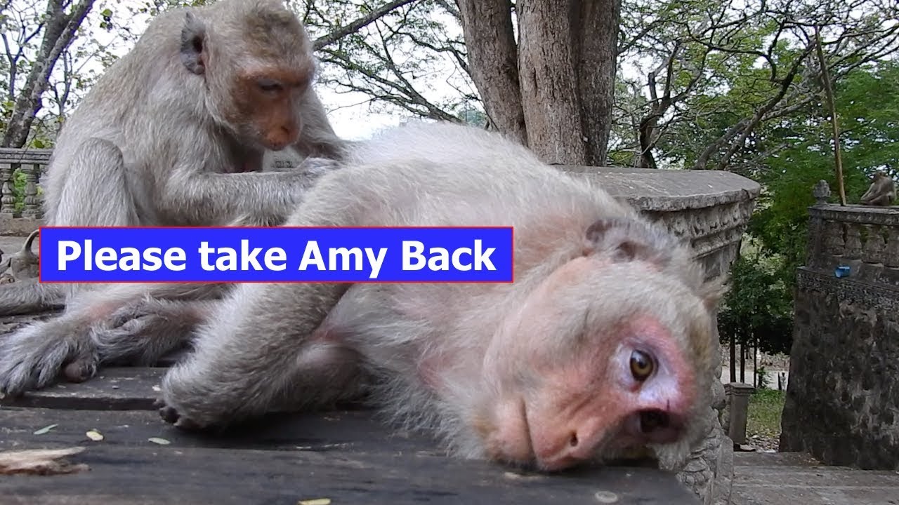Amara monkey very sad and broken heart