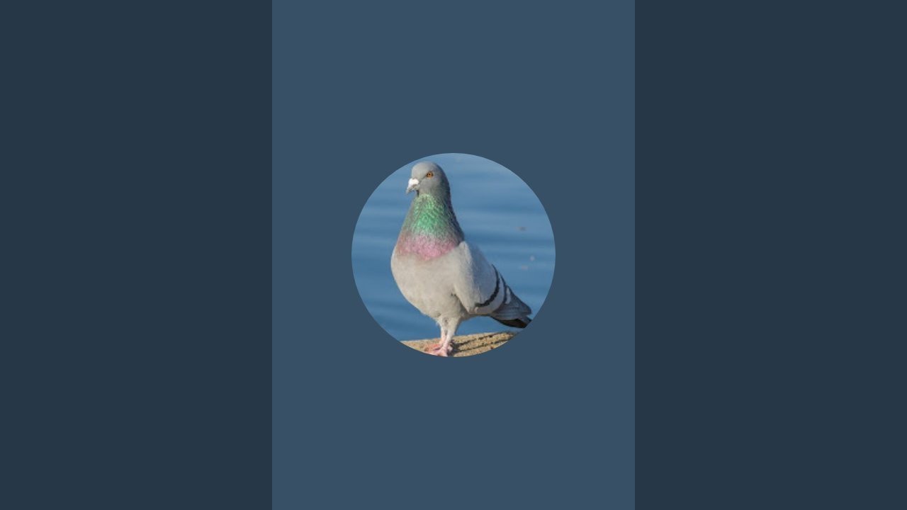 حبايبي جمعه مباركه عليكمشرًا