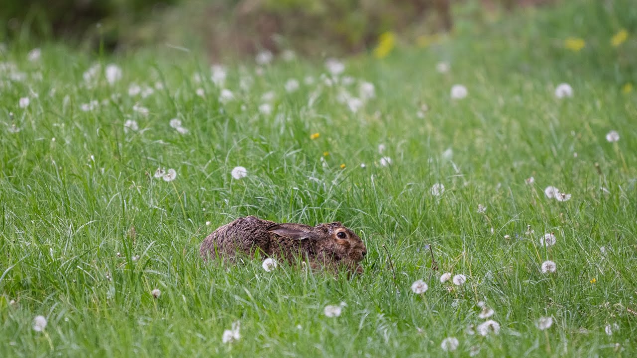 Wildlife tour with the Nikon Z8