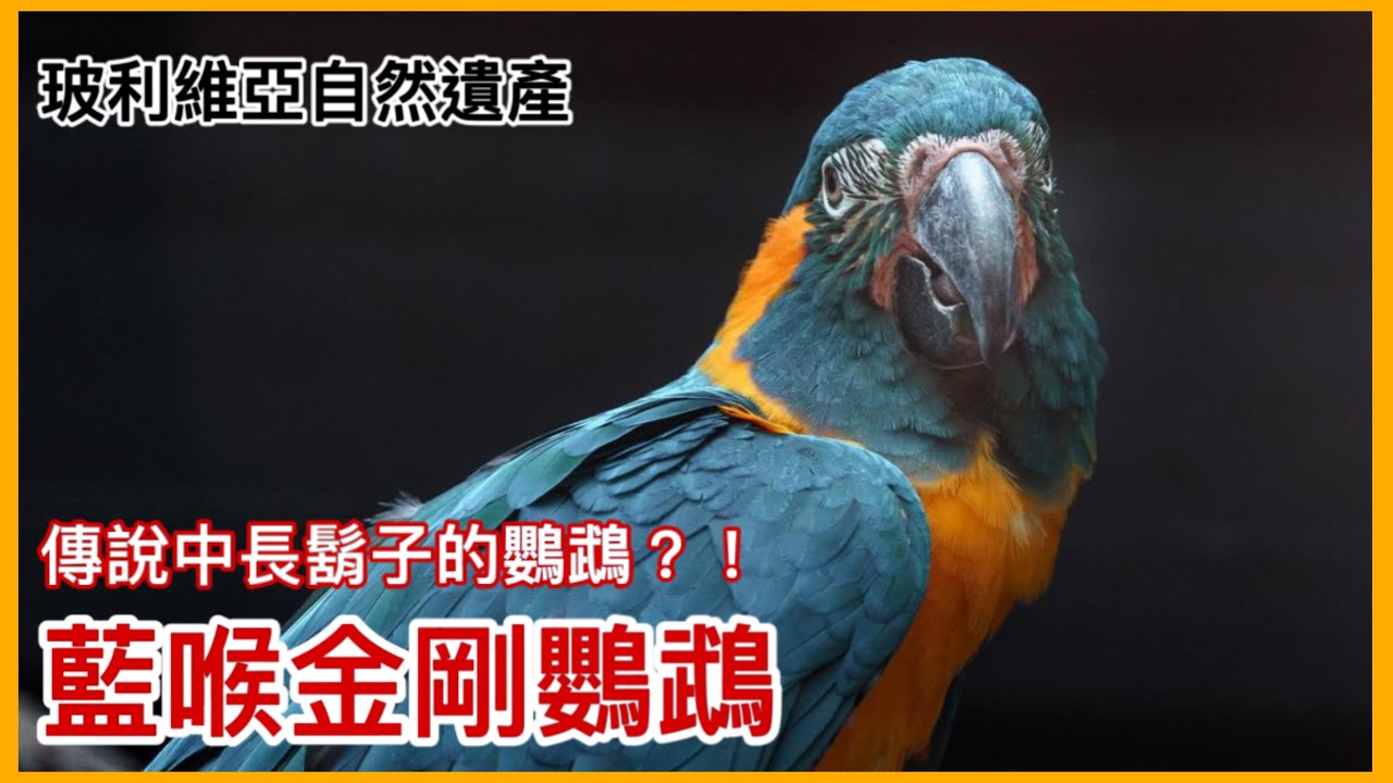 傳說中長藍鬍子的鸚鵡「藍喉金剛鸚鵡」！野生數量竟是圈養數量的千分之一？列入玻利維雅自然遺產的瀕危物種【太神奇了傑克】