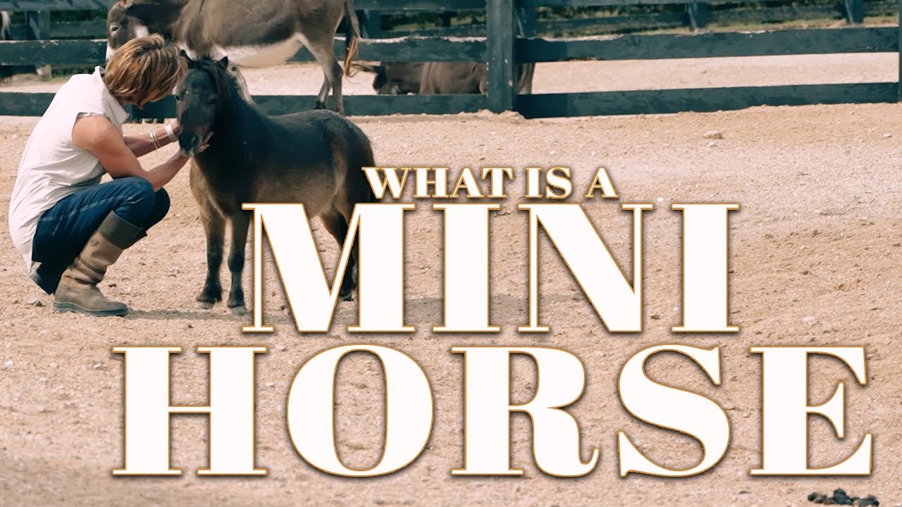 Miniature Horse Sanctuary: What We Do at R&R Ranch