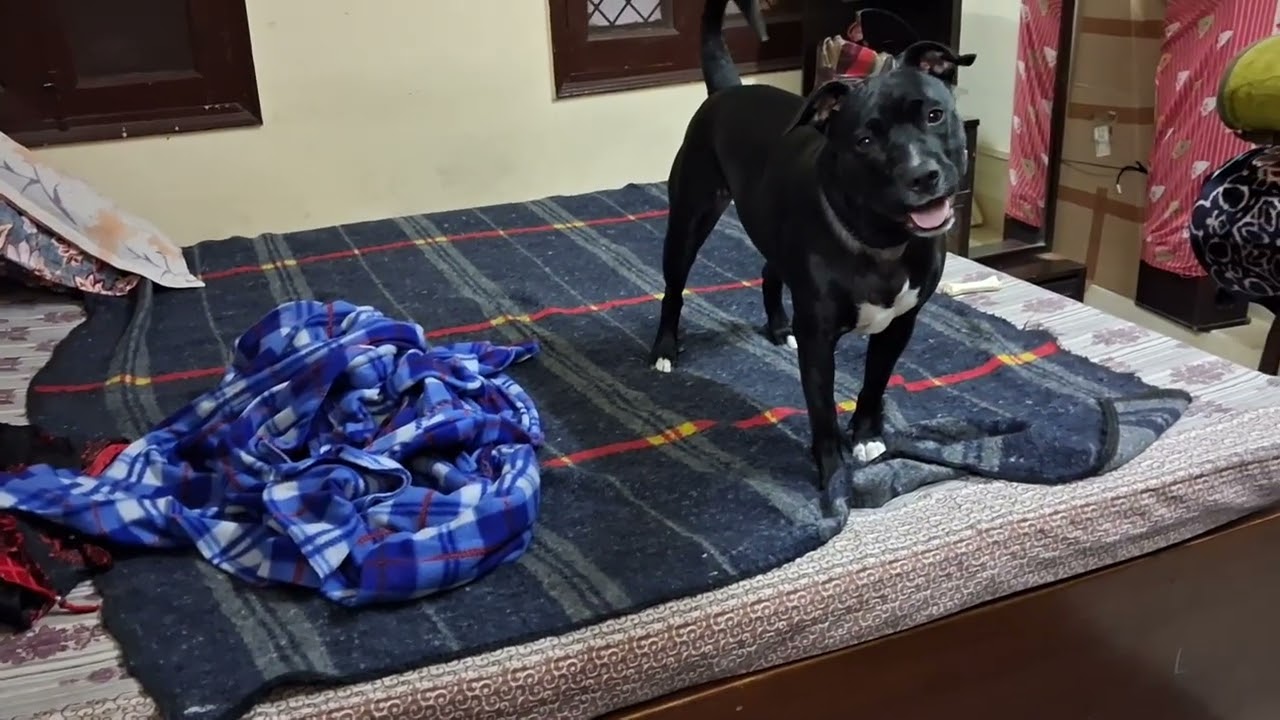 देखो कैसे एक्सरसाइज कर रही है रोज करती है🐕👀👍🥰👌 #video #dog #viral # punctual Cherry #sending now 
