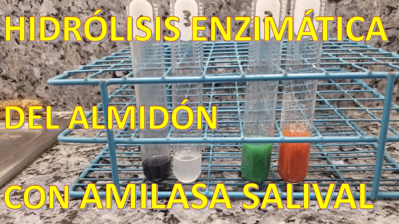 Hidrolisis Enzimática del Almidón Con Amilasa Salival | #lugol #almidon #amilasa #hidrolisis