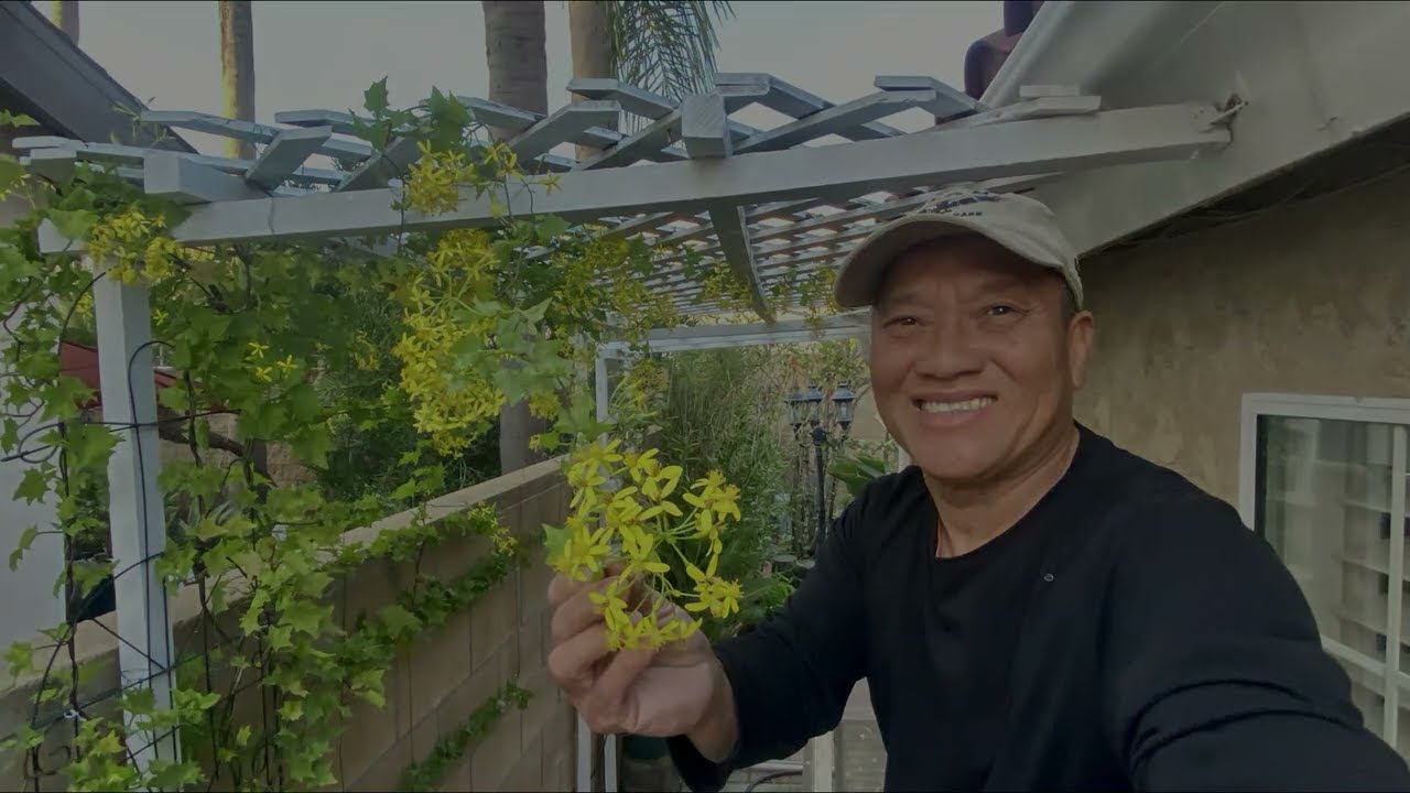 Thiennho - How to propagate Senecio Tamoides plant (sorry not Senecio Angulatus plant)
