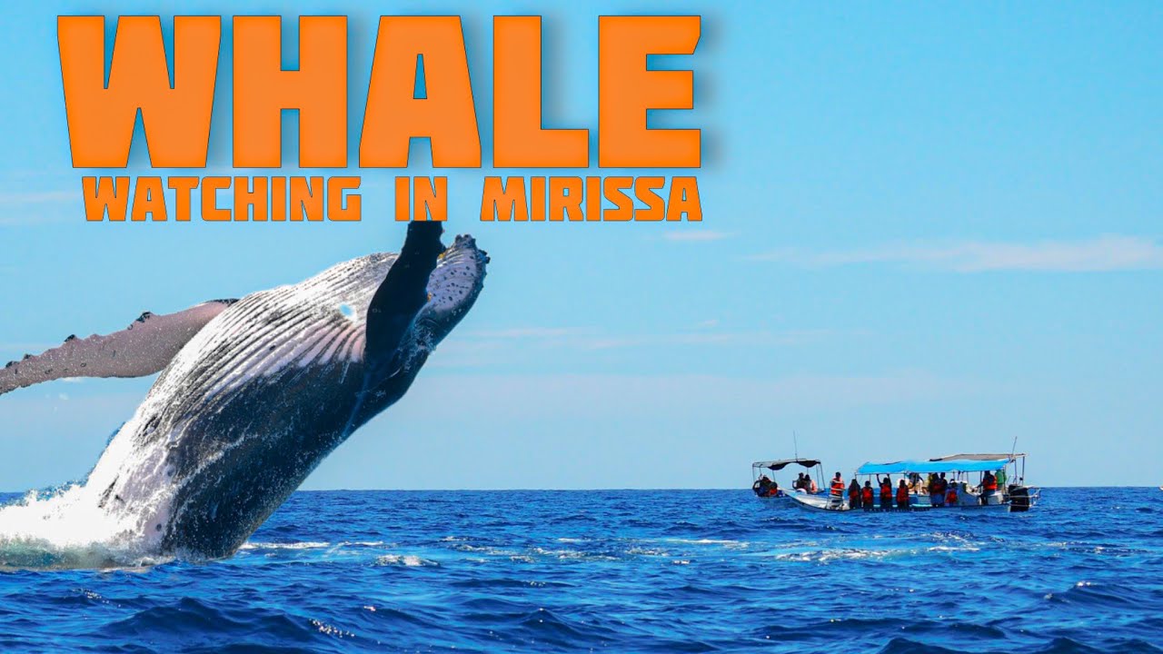 Sri Lanka Part 13 | Best Whale Watching Experience in Mirissa | Must-Do in Sri Lanka!
