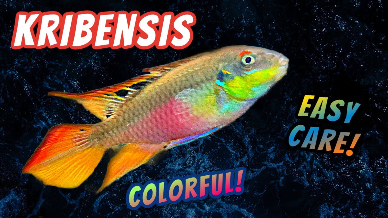 Kribensis Cichlid Fish Care Overview + Easy Care Guide
