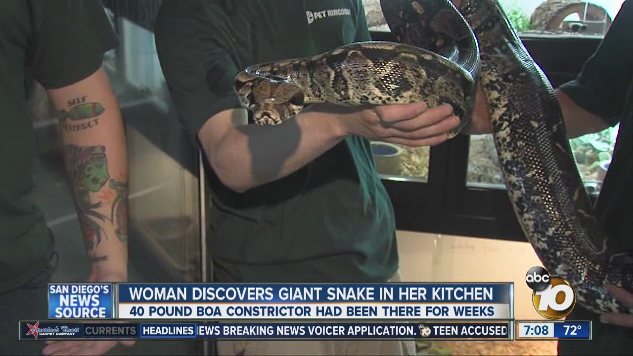 Woman discovers giant snake in her kitchen