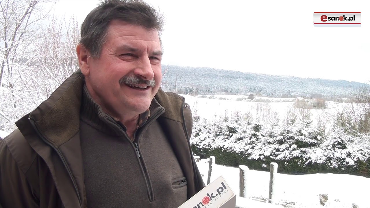Wilki w Bieszczadach atakują!
