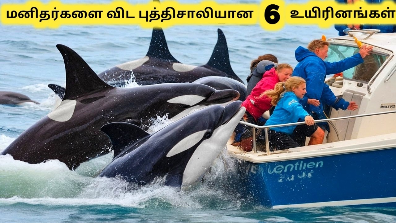 புத்திசாலியான உயிரினங்கள் || Six Amazing Intelligent Creatures || Tamil Info Share