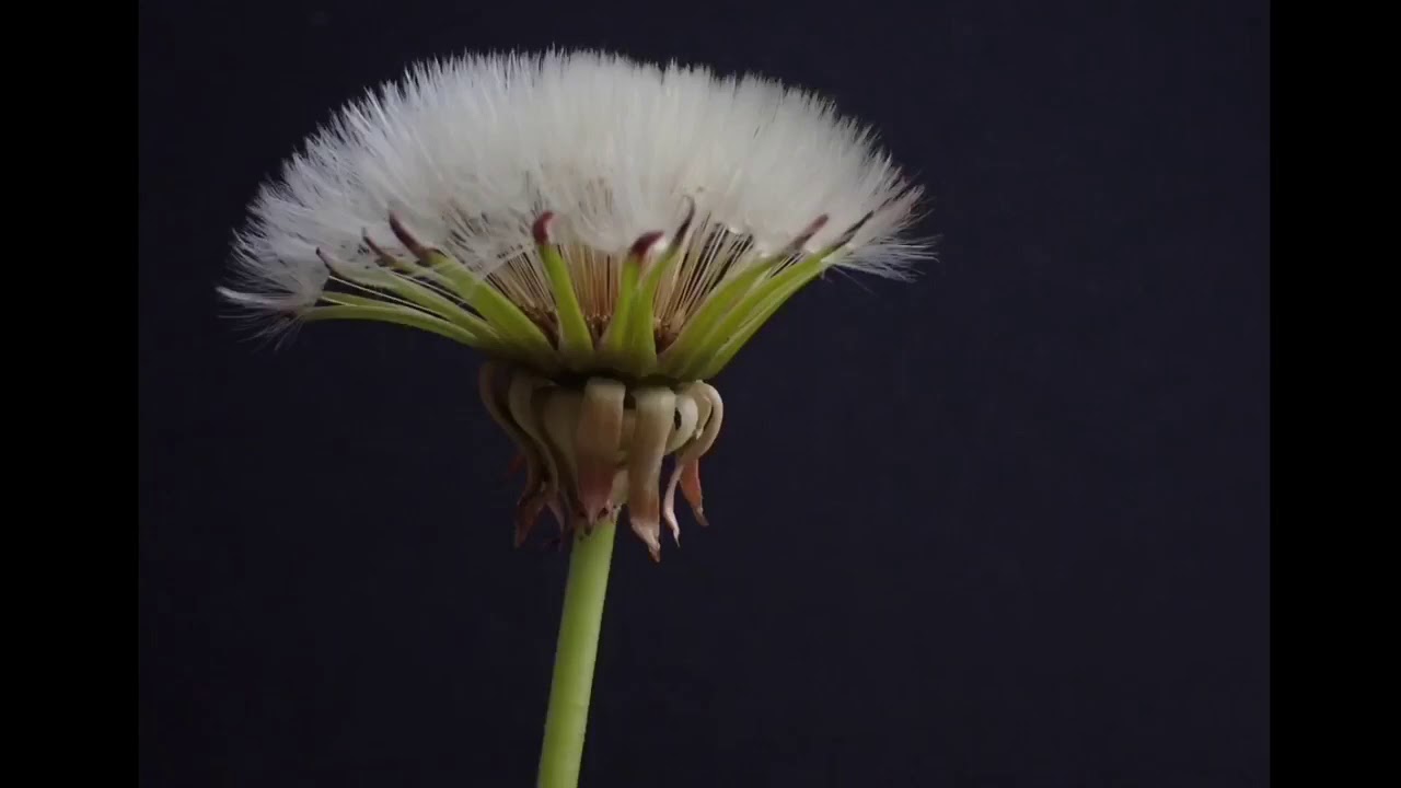 Dandelion Clock Timelapse