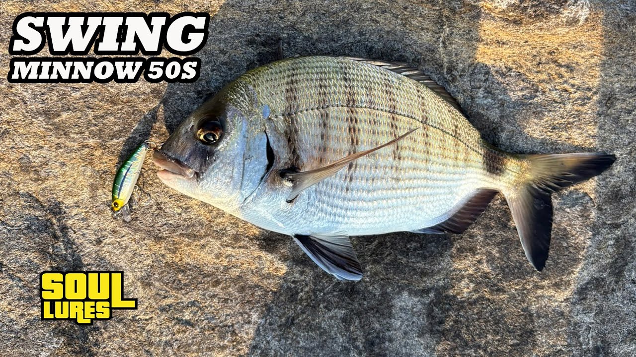 Τρέλανε τους Σαργούς με το Swing Minnow 50S!