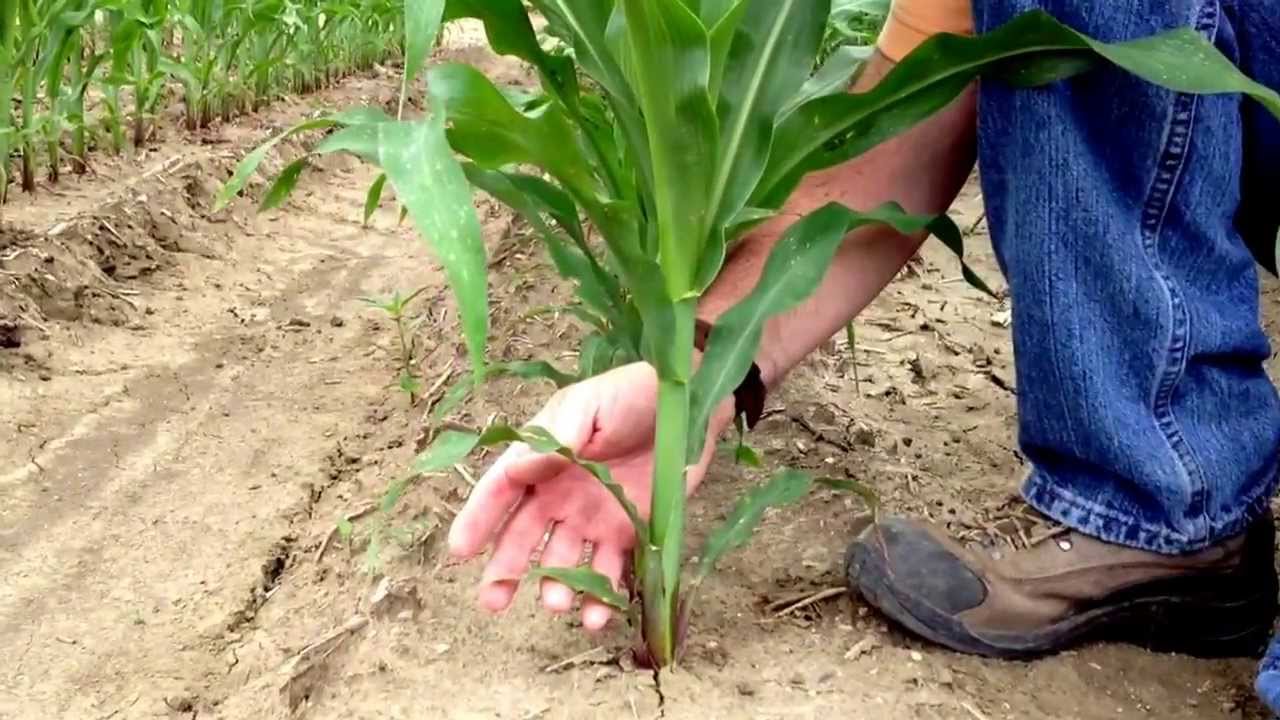 How to Identify Corn Vegetative Growth Stages