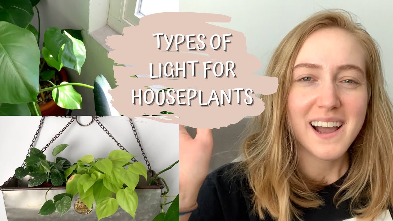 Types of Light or Exposure for Houseplants | Low, Medium, High Light for Houseplants