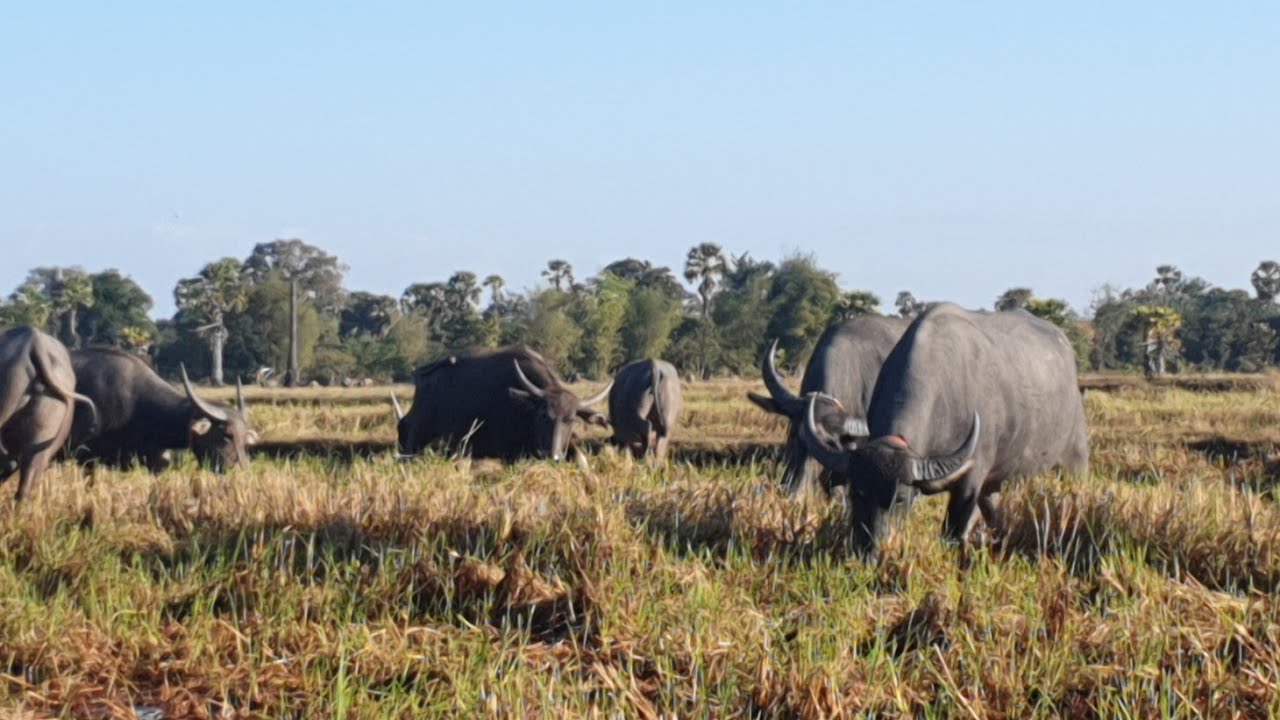 Many buffaloes are eating grass together.🐃🐃🦬🦬